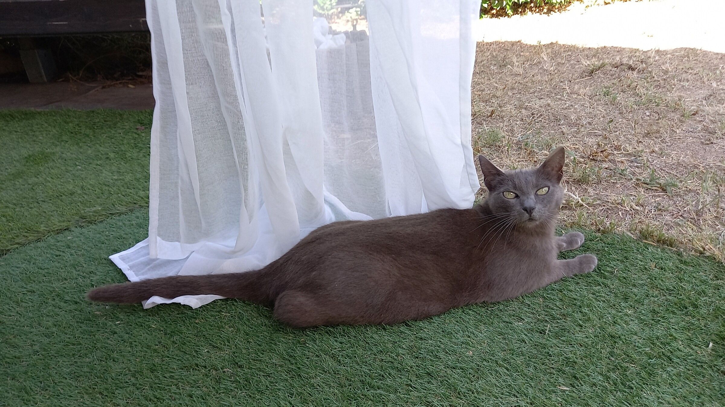 Un chat allongé à l'ombre d'un voilage, sur la pelouse du jardin